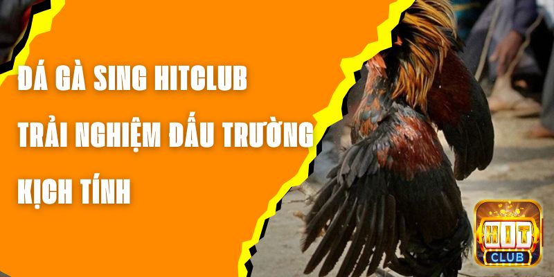 Đá gà Sing Hitclub - Trải Nghiệm Đấu Trường Kịch Tính